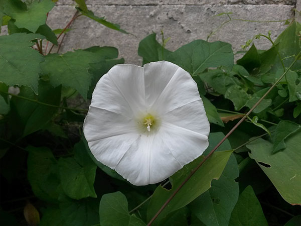 Samsung Galaxy S4 Mini : photo prise avec le smartphone