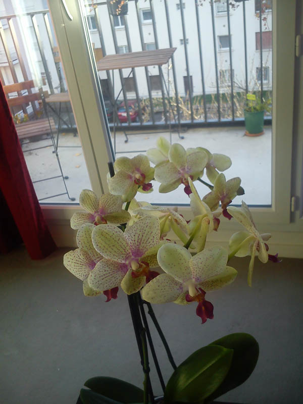 Sony Xperia J : appareil photo