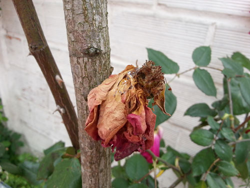 Test Samsung Galaxy S3 : photo prise avec le smartphone